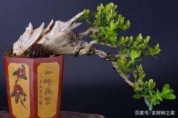 养殖珍珠黄杨盆景的6个步骤