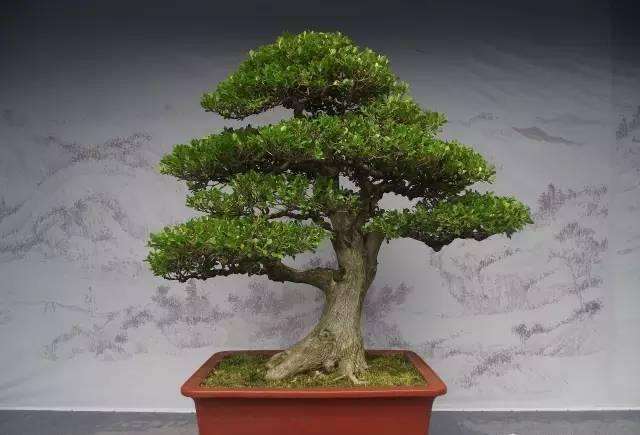 黄杨盆景最好用沙质土壤 盆土应保持湿润