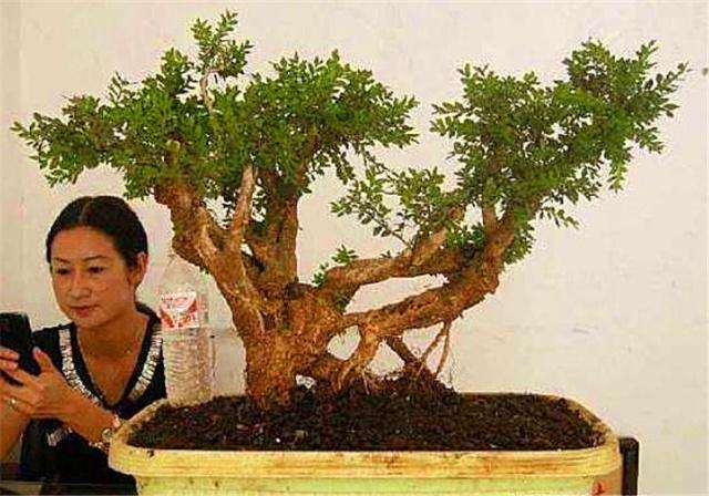 黄杨盆景的造型方案