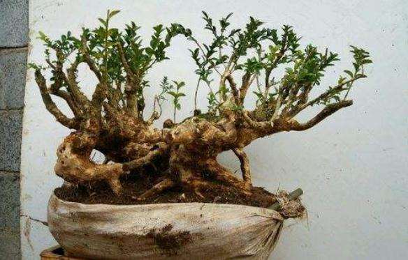 黄杨盆景的造型方案