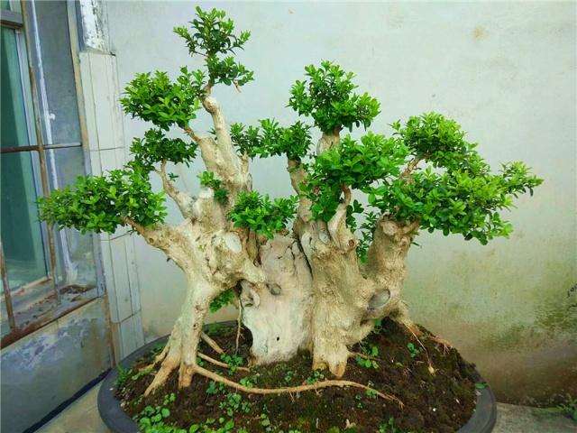 黄杨盆景的造型方案