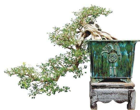 造成黄杨盆景黄叶的3个主要原因