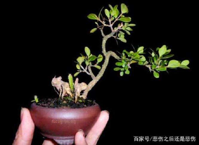 黄杨盆景的5个种植养护方法
