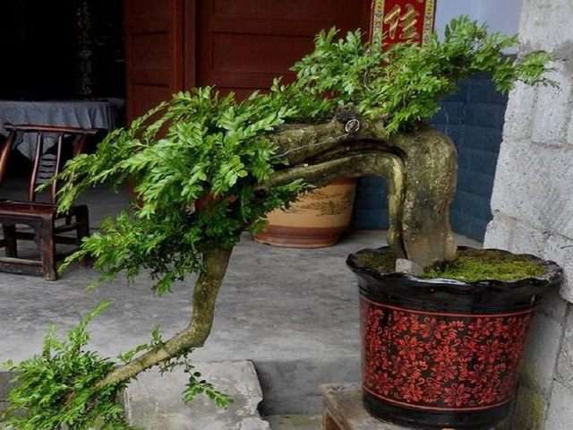 大家养护黄杨下山桩