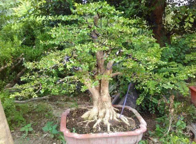 黄杨盆景的水分与修剪