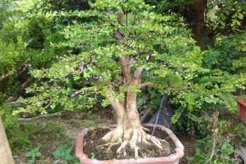 黄杨盆景的水分与修剪