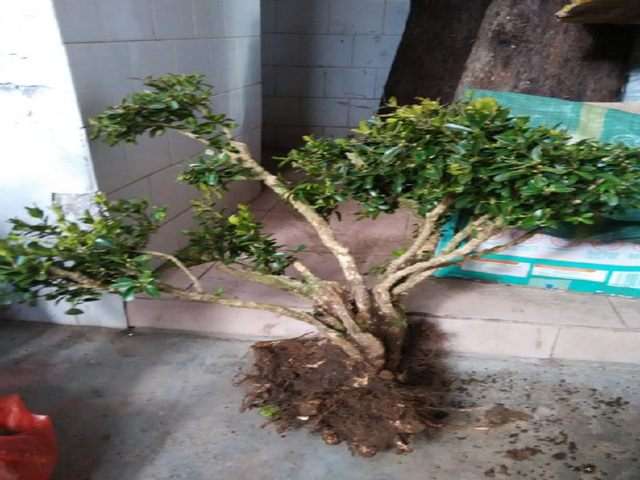 黄杨盆景的土壤与光照