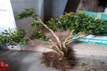 种植黄杨盆景用什么土壤与光照