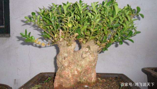 黄杨盆景的造型与蟠扎