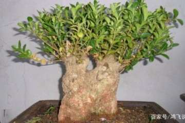 种植黄杨盆景怎么造型与蟠扎