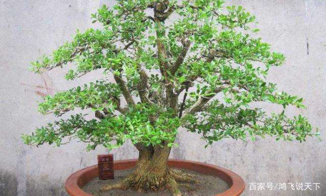 黄杨盆景的采挖与培养种植