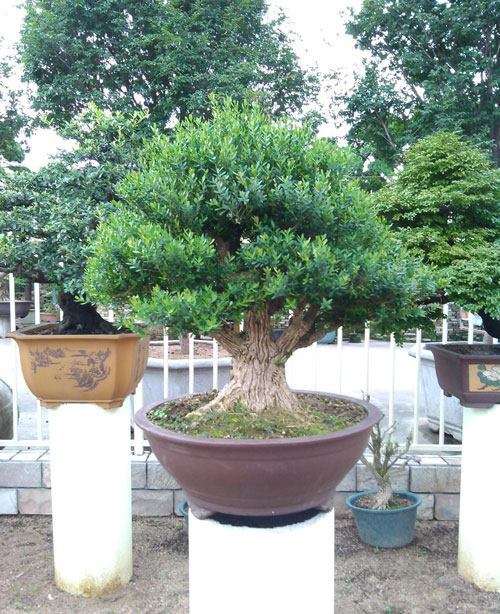 雀舌黄杨盆景种植过程中需要了解的3个技巧