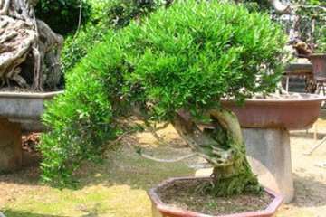 雀舌黄杨盆景的2个施肥注意事项