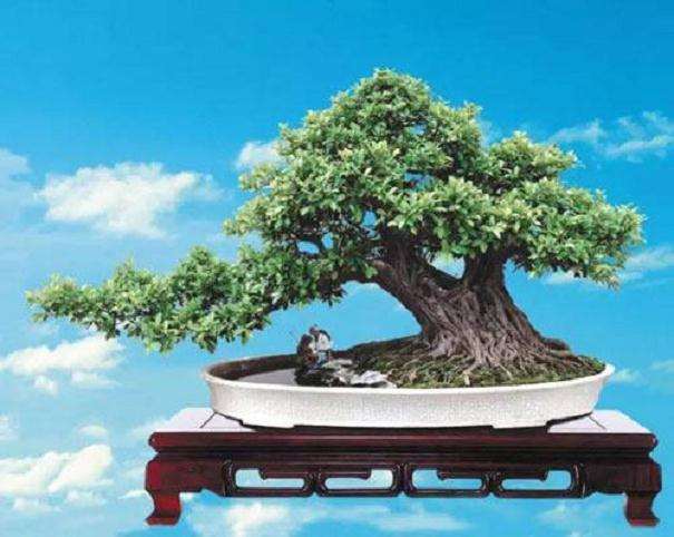 给黄杨盆景的浇水方法有3种