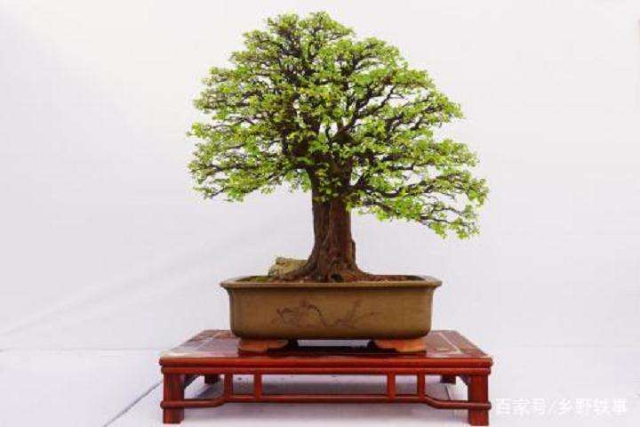 栽种黄杨盆景怎么土壤与浇水追肥