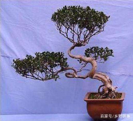 栽种黄杨盆景怎么土壤与浇水追肥