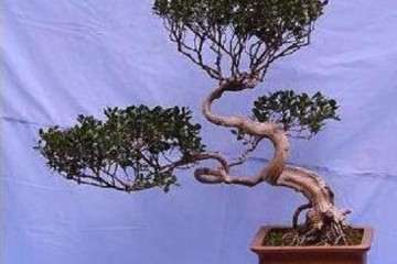 栽种黄杨盆景怎么土壤与浇水追肥