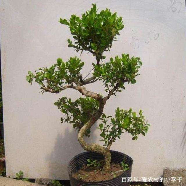 黄杨盆景什么时候造型