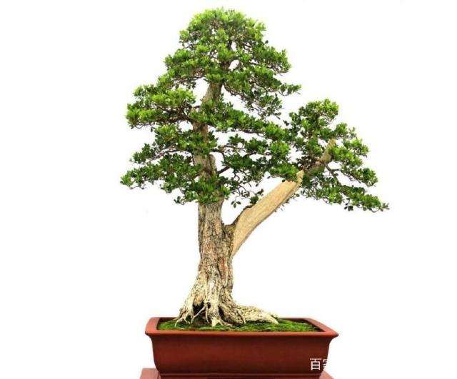 小叶黄杨盆景的采挖方法