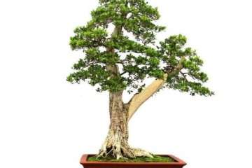 小叶珍珠黄杨盆景怎么采挖方法