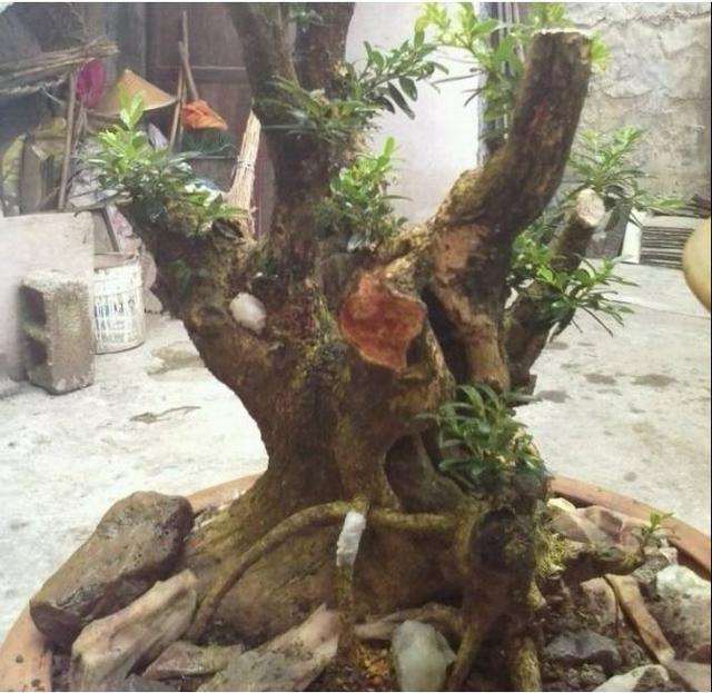 一棵株型较大的黄杨下山桩