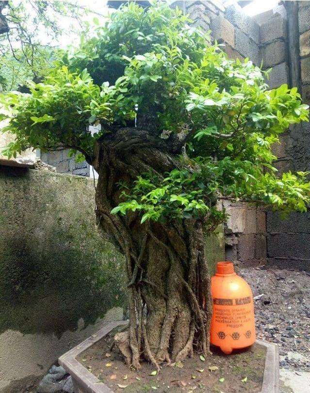 一棵株型较大的黄杨下山桩