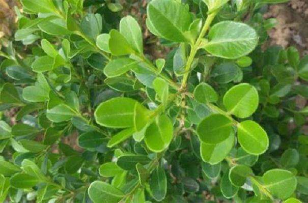 小叶黄杨盆景叶子发黄 通常是这5个原因