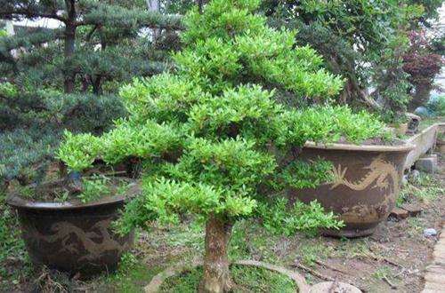 小叶黄杨盆景叶子发黄 通常是这5个原因