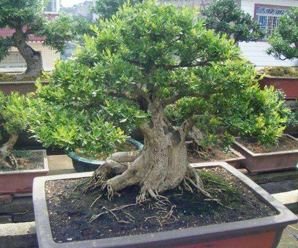 分享一个让黄杨下山桩起死回生的方法