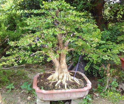 分享一个让黄杨下山桩起死回生的方法