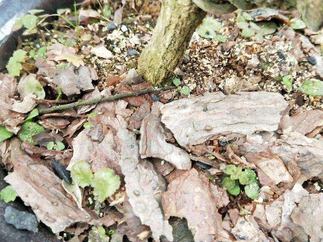 我制作的这盘黄杨盆景