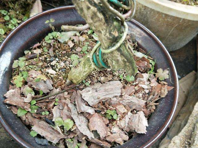 我制作的这盘黄杨盆景