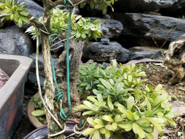 我制作的这盘黄杨盆景