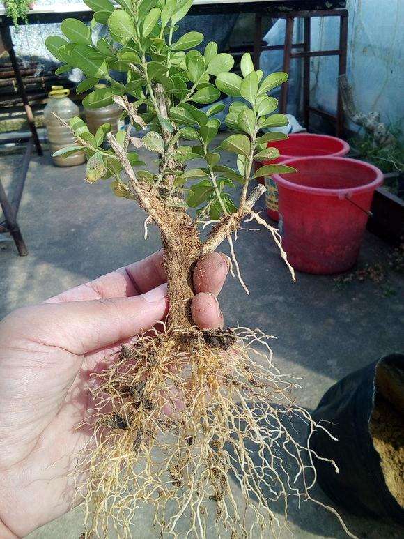 黄杨修剪后的枝条