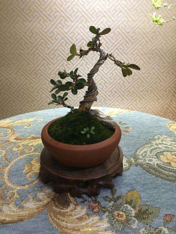 黄杨修剪后的枝条