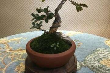 黄杨老桩修剪的枝条怎样可以制作扦插盆景