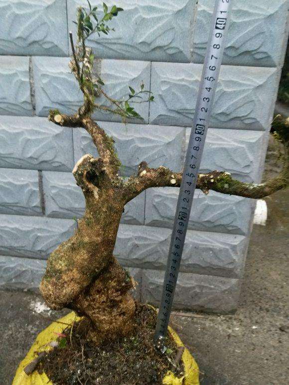 小叶黄杨盆景先养枝干