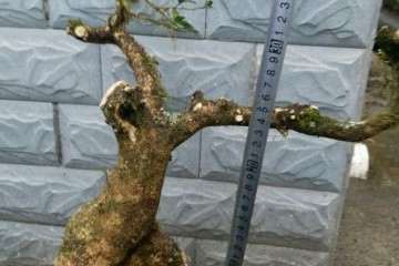 小叶黄杨老桩盆景的枝干怎样养护 图片