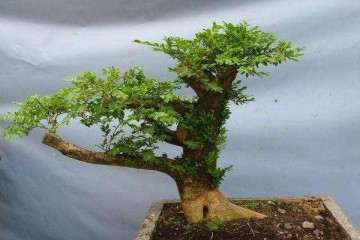 种植黄杨盆景怎么养护温度和光照