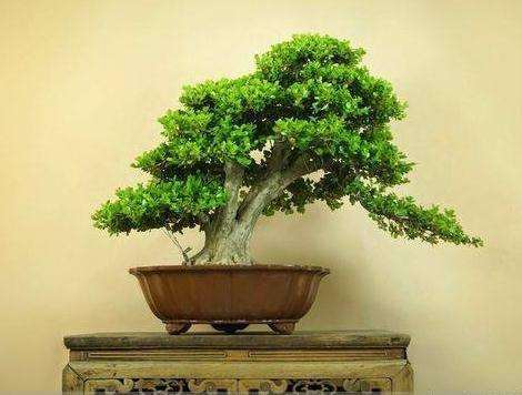 黄杨盆景在土壤上的养护技巧