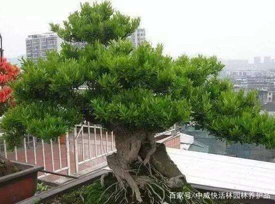 三米高的雀舌黄杨盆景是如何养成的