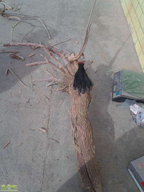 图解 怎么采挖柽柳野下山桩的方法