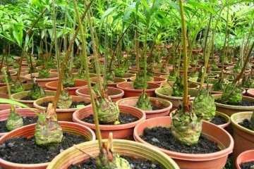 德保苏铁盆景的生存状况堪忧