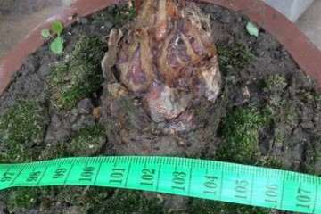 国家林业局德保苏铁回归自然项目启动