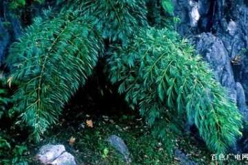 国家林业局在深圳召开德保苏铁回归自然项目的启动仪式会