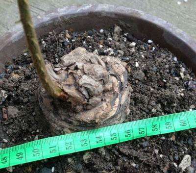 德保苏铁如今已经濒临灭绝