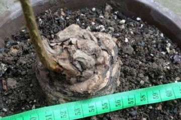 德保苏铁如今已经濒临灭绝