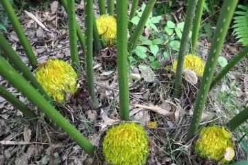 国家林业局在深圳举行德保苏铁回归自然项目启动仪式