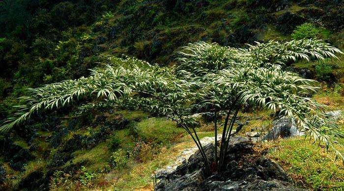 中国德保苏铁回归自然项目启动今天在此间正式启动