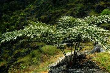 中国德保苏铁回归自然项目启动今天在此间正式启动